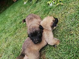 Yesil Dus Vadisi Bungalow Restoran