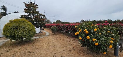 Jeju Starlight Glamping
