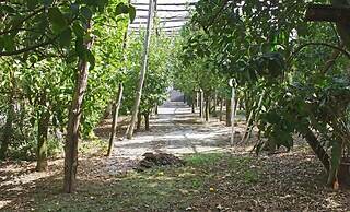 Villa Salvocarmelina