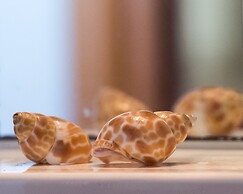 Manoleas Villas - Apartment 4