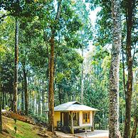 Vythiri Wild Forest Resort
