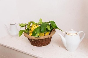 Blue Symphony Apartment