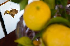 Blue Symphony Apartment