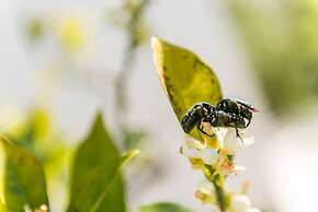 Apartments Šestanović