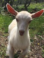 Guest House Matana Pomena