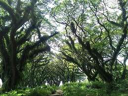 Ijen Volcano Guesthouse