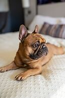 Heights House Hotel - Houston Heights Downtown, Ascend Hotel Collectio