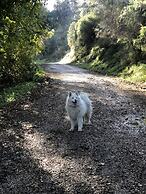 Zirkon Doga Butik Otel