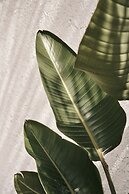 Amyth of Mykonos Agios Stefanos