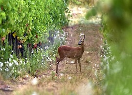 Apartment in Greve in Chianti With Garden