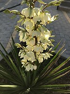 Belaya Iva