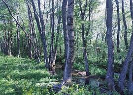 Lovely Holiday Home in Lovinac With Garden