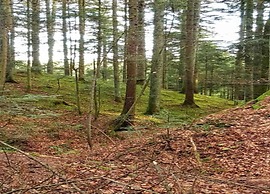 Charming Apartment, Harz Region