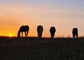Home With Garden, Hallenberg