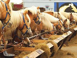 Traditional Villa With two Bathrooms on Texel Near the Sea