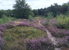 Villa in Arcen With Sun Shower & Garden