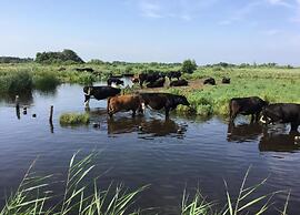 Giethoorn Villa With Modern Touch