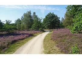 Chic Forest Lodge With Sauna
