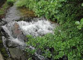 Apartment With Garden in the Forest