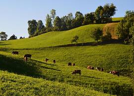 Apartment With Garden in the Forest