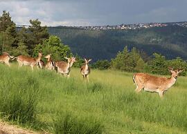 Apartment With Garden in the Forest