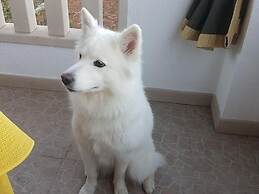 Supetar Central Child-friendly and Dog-friendly Apartment Near Beach