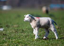 Apartment in Texel Near De Koog Center