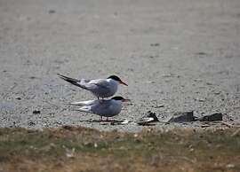 Apartment in Texel Near De Koog Center