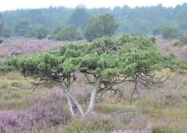 Forest Stay With Shared Pool