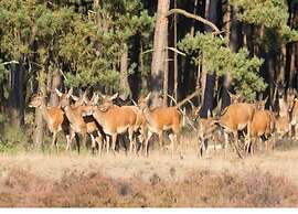 Chalet Near Trails & Town