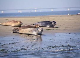 Villa Oesterdam Sleeps 10 Persons