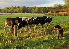 Sunlit Chalet by the Pond