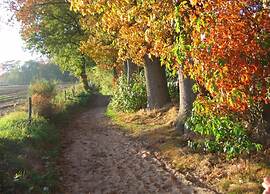 Sunlit Chalet by the Pond