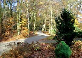 Sunlit Chalet by the Pond