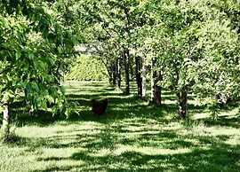 Sunlit Chalet by the Pond