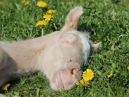 Gemuetliches Appartement in Brusow mit Garten