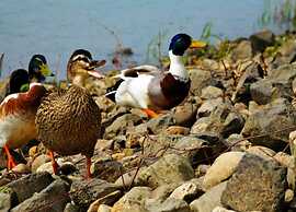 Villa in Arcen With Sauna