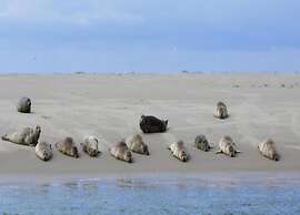 Apartment on Texel Near De Koog Beach