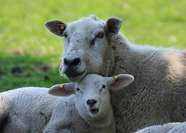 Apartment on Texel Near De Koog Beach