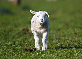 Apartment on Texel Near De Koog Beach