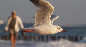 Sunny Zeeland Getaway