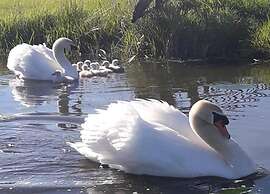 Modern Chalet Near Lake Sneek