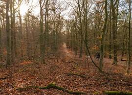 Forest-edge Villa With Sauna