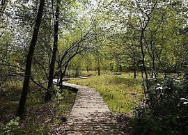 Forest-edge Villa With Sauna