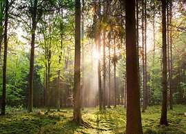 Forest-edge Villa With Sauna