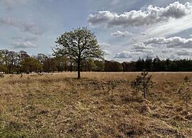 Forest-edge Villa With Sauna
