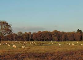 Nature Retreat in Drenthe