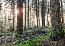 Nature Retreat in Drenthe