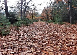 Chalet With Dishwasher Near Nature Reserve