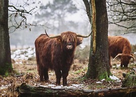 Chalet With Dishwasher Near Nature Reserve